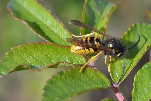 Wasp-wasps turned out to be superparasites of seven species of insects