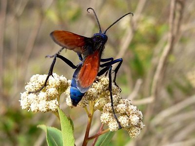 Geting-getingar visade sig vara superparasiter av sju insektsarter