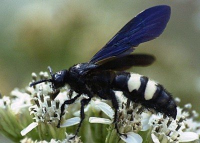 Viespile de viespe s-au dovedit a fi superparaziți ai șapte specii de insecte