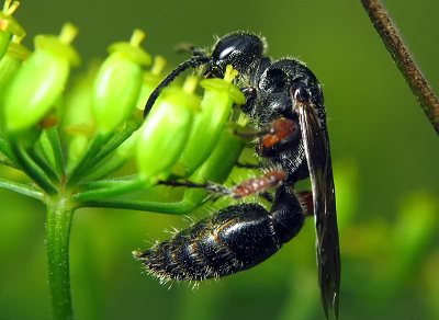 Geting-getingar visade sig vara superparasiter av sju insektsarter