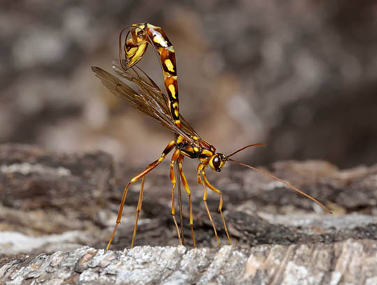 Viespile de viespe s-au dovedit a fi superparaziți ai șapte specii de insecte