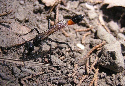 Ukázalo se, že vosy byly superparazity sedmi druhů hmyzu