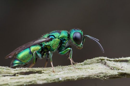 Осите-оси се оказаха суперпаразити на седем вида насекоми