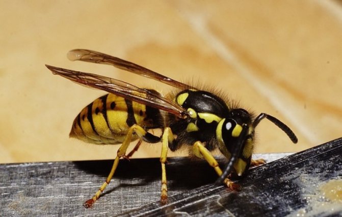 Wasps: description, species, life expectancy