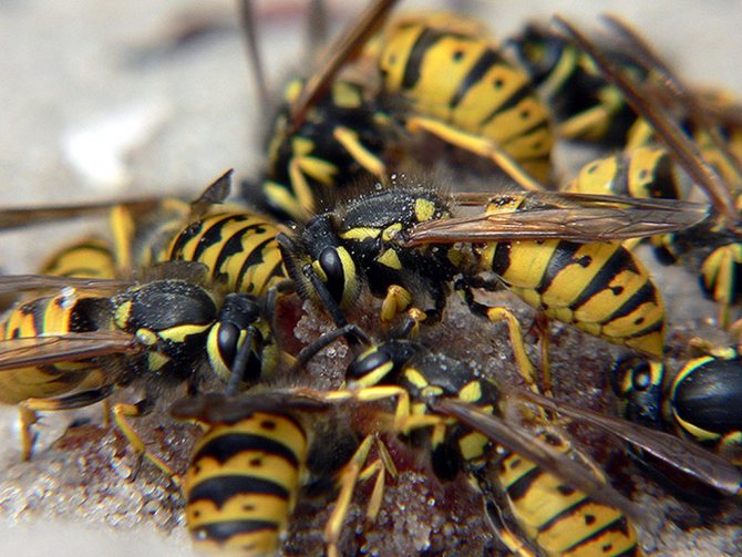 Wasps against aphids