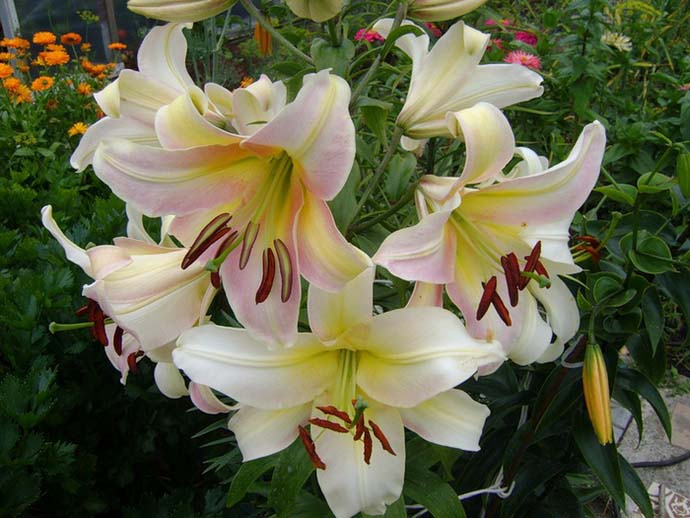 OT-hybrid forms of lilies grow well on acidic soils, therefore they are optimal for growing in the soil and climatic conditions of central Russia and the Moscow region