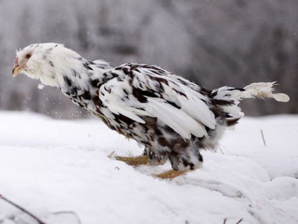 Lush plumage saves birds from frost