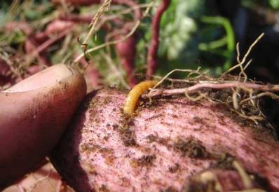 From the wireworm
