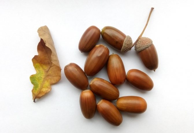 Selection of acorns for planting