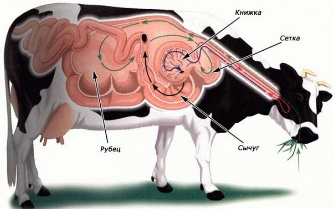 Стомашни раздели при крава