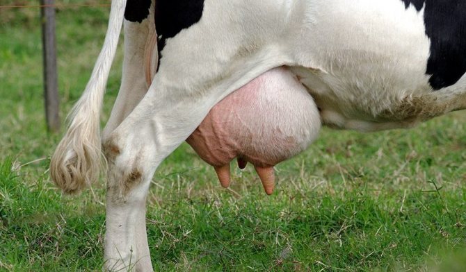 Swelling of the udder in a cow