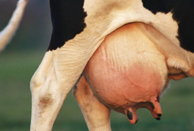 Swelling of the udder in a cow