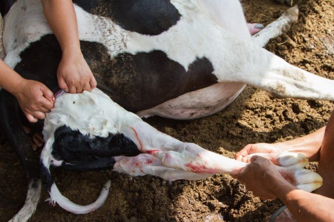 Calving a cow with human intervention