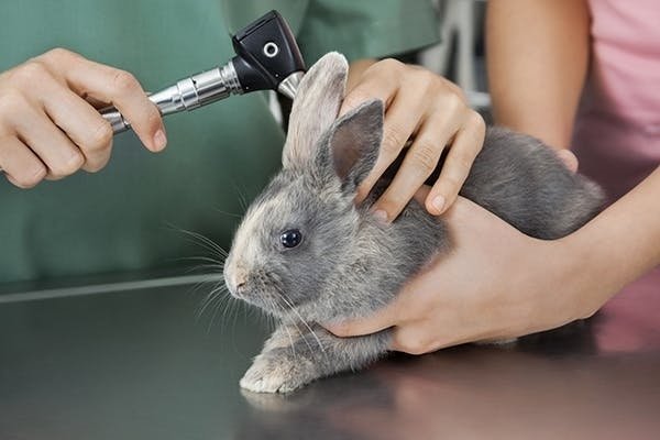 Mittelohrentzündung bei einem Kaninchen