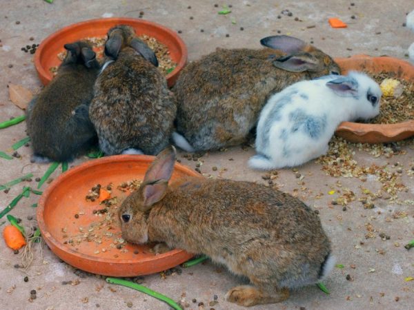 Junge Kaninchen füttern