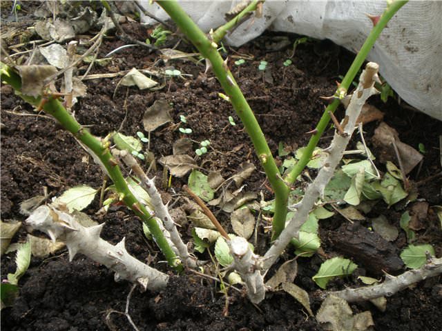 The opening of rose bushes in spring should be timely, which will insure the bushes from damping and freezing