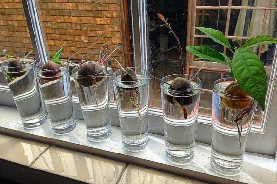 Open way to sprout avocados