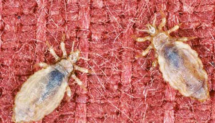 Where do linen lice come from how to get rid of them and cure the effects of bites