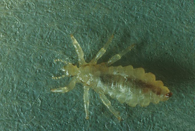 Where do linen lice come from how to get rid of them and cure the effects of bites