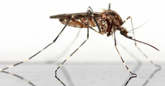 where do mosquitoes come from after winter