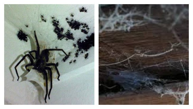 Varifrån kommer spindlar i en lägenhet och ett hus