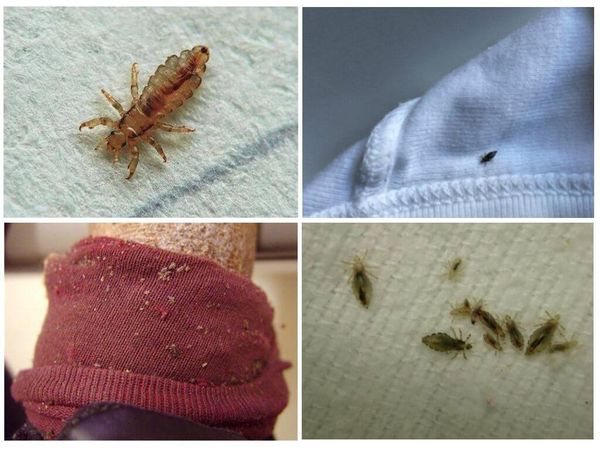 Where do bed lice come from?