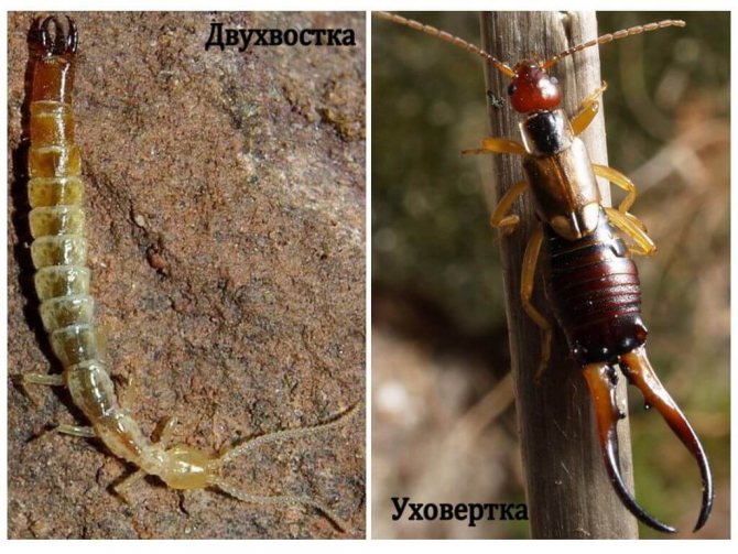 the difference between a two-tailed earwig