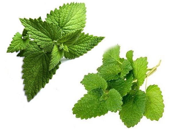 The difference between mint and lemon balm