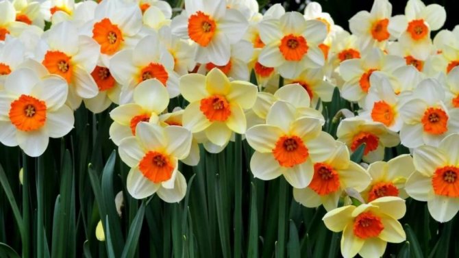 A distinctive feature of spring flowers is the contrasting color of the petals and perianth