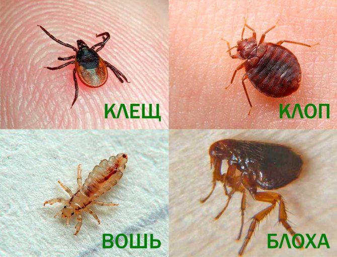 Differences between bedbugs, fleas, lice and ticks