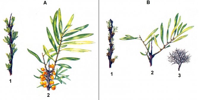 Differences between male and female sea buckthorn bush