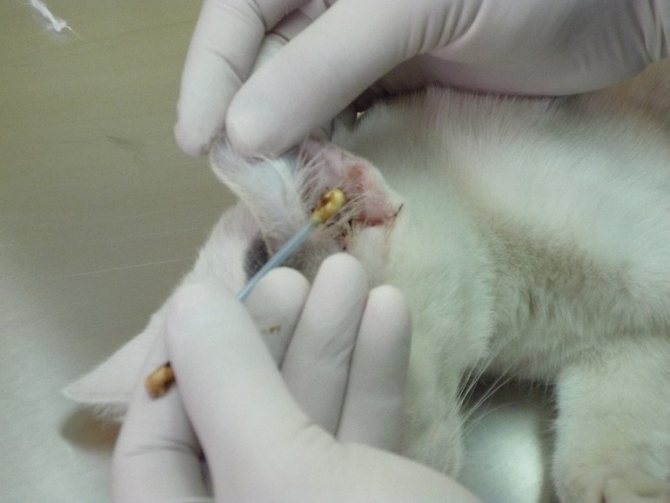 Отодектоза при котки