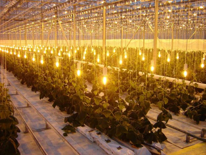 heating the greenhouse with your own hands