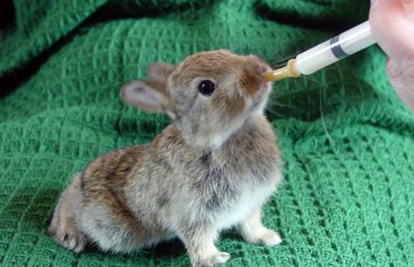 Soldering rabbits with artificial mixtures will help them make up for the lack of breast milk.