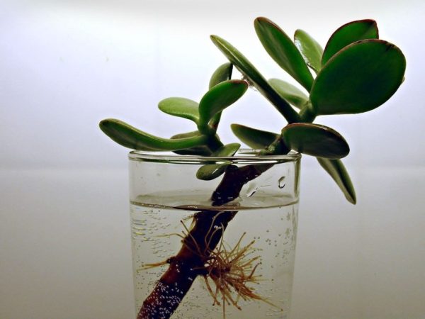 издънката на паричното дърво в чаша вода