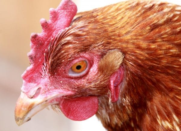Brist på korrekt behandling leder till att fjäderfän dör