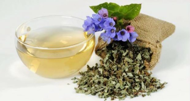 decoction of lungwort