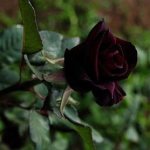 Ulasan mengenai baccarat hitam mawar