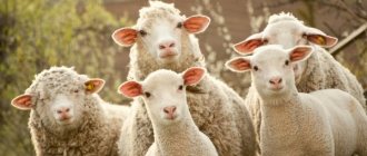 גידול כבשים