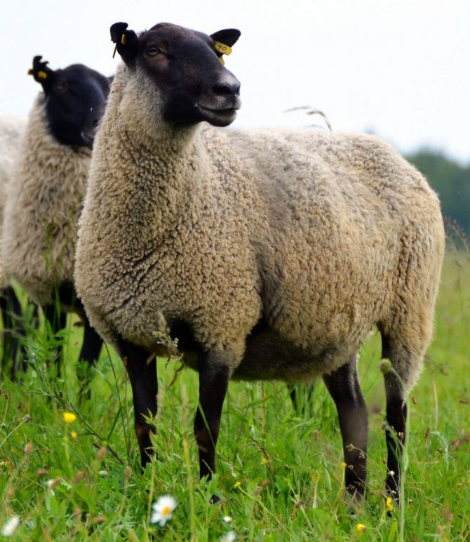 Selbstweidende Schafe