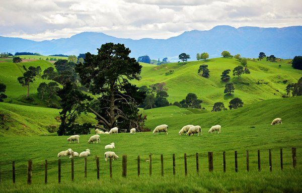 Schafe grasen auf den Wiesen