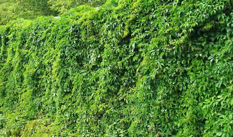 Ivy landscaping