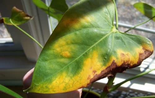 burn on the leaves of anthurium