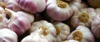 winter garlic