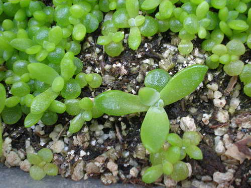 Pachyphytum dari biji foto anak benih berumur 3 bulan