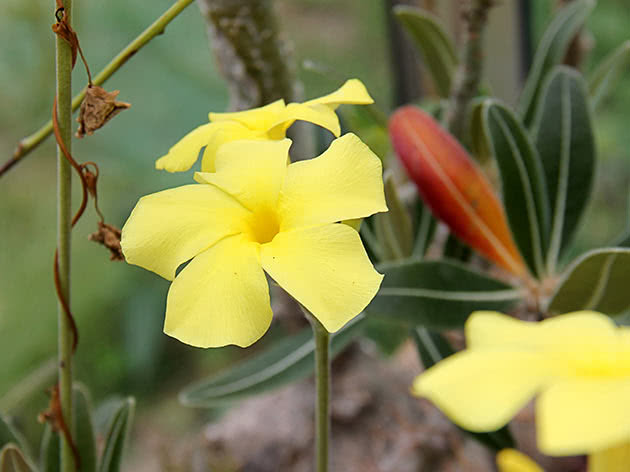 Pachypodium rosette (Pachypodium rosulatum)