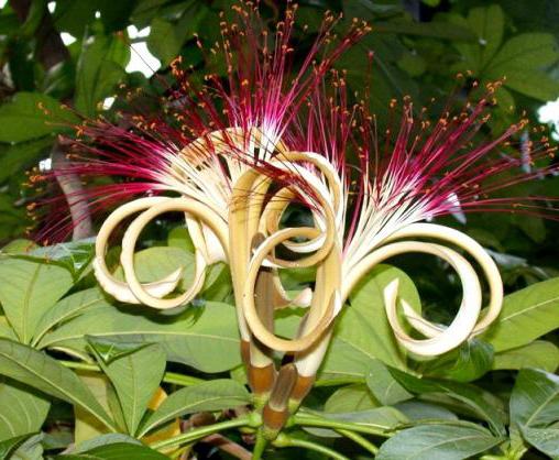 pakhira aquatica flower
