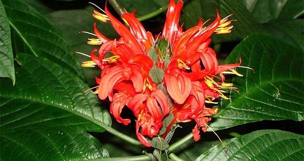 pachistachis merah
