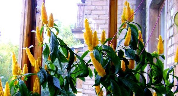 pachistachis yellow home care photo