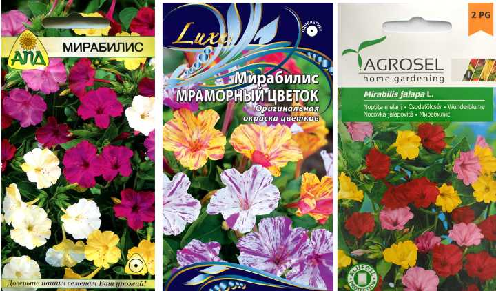 Mirabilis Seed Packets